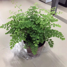 【基地直供】蕨类植物小盆栽室内盆栽 绿化墙专用（A160）铁线蕨