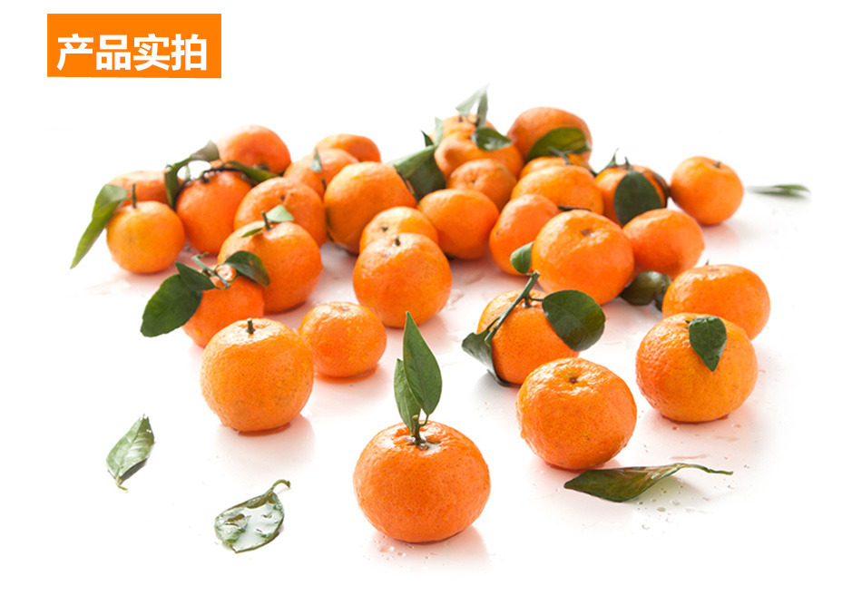 广西 沙糖小蜜桔 砂糖桔 砂糖橘