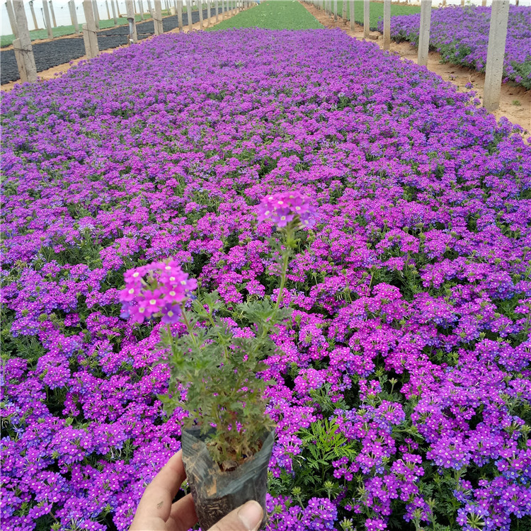 青州花卉基地大量批发供应美女樱价格宿根细叶美女樱