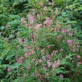 多花木兰种子种籽多花木蓝优良饲用灌木蜜源植物是优良的豆科牧草