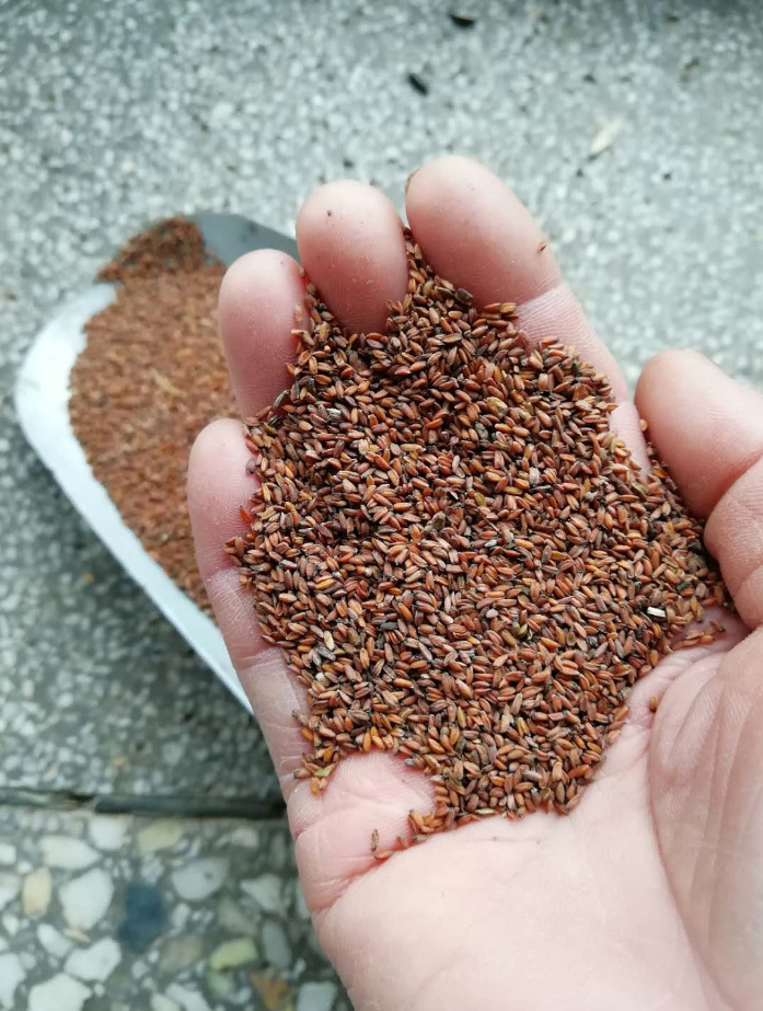 批发七里黄种子七里黄秋播花卉种子