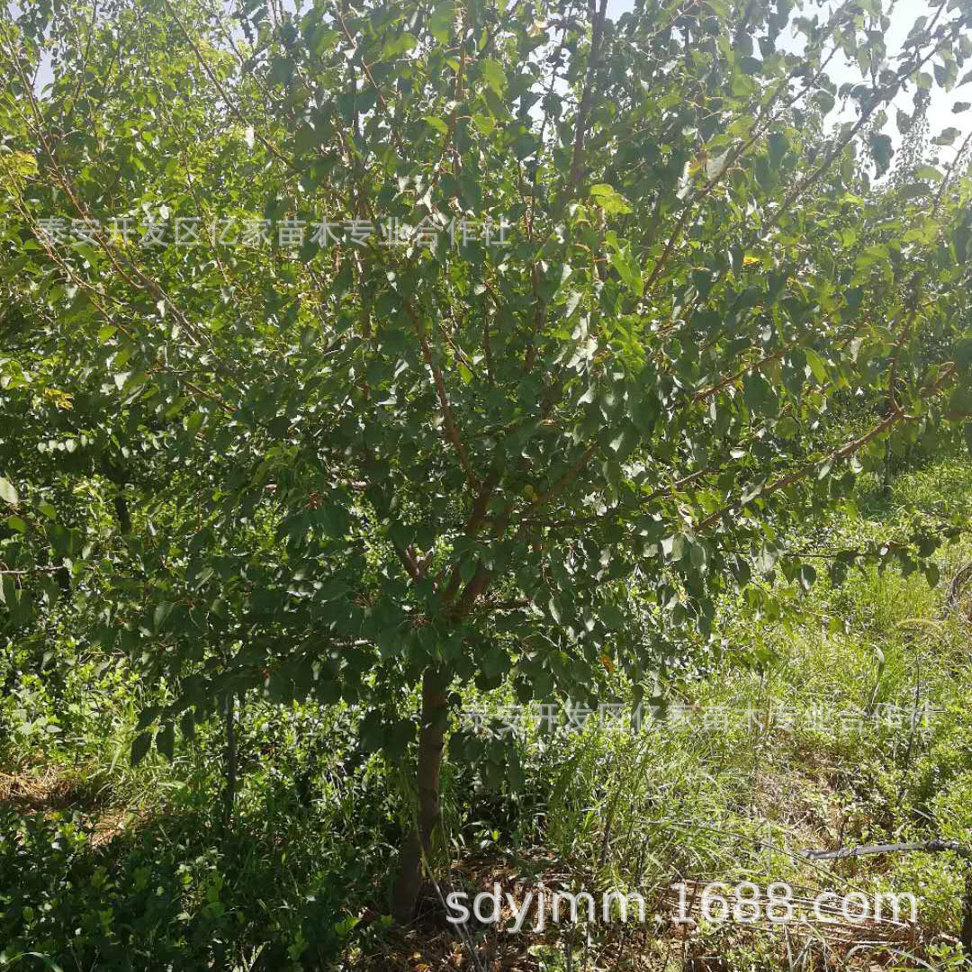 基地直销苹果苗 园林种植果树苗木易成活多规格多品种苹果苗
