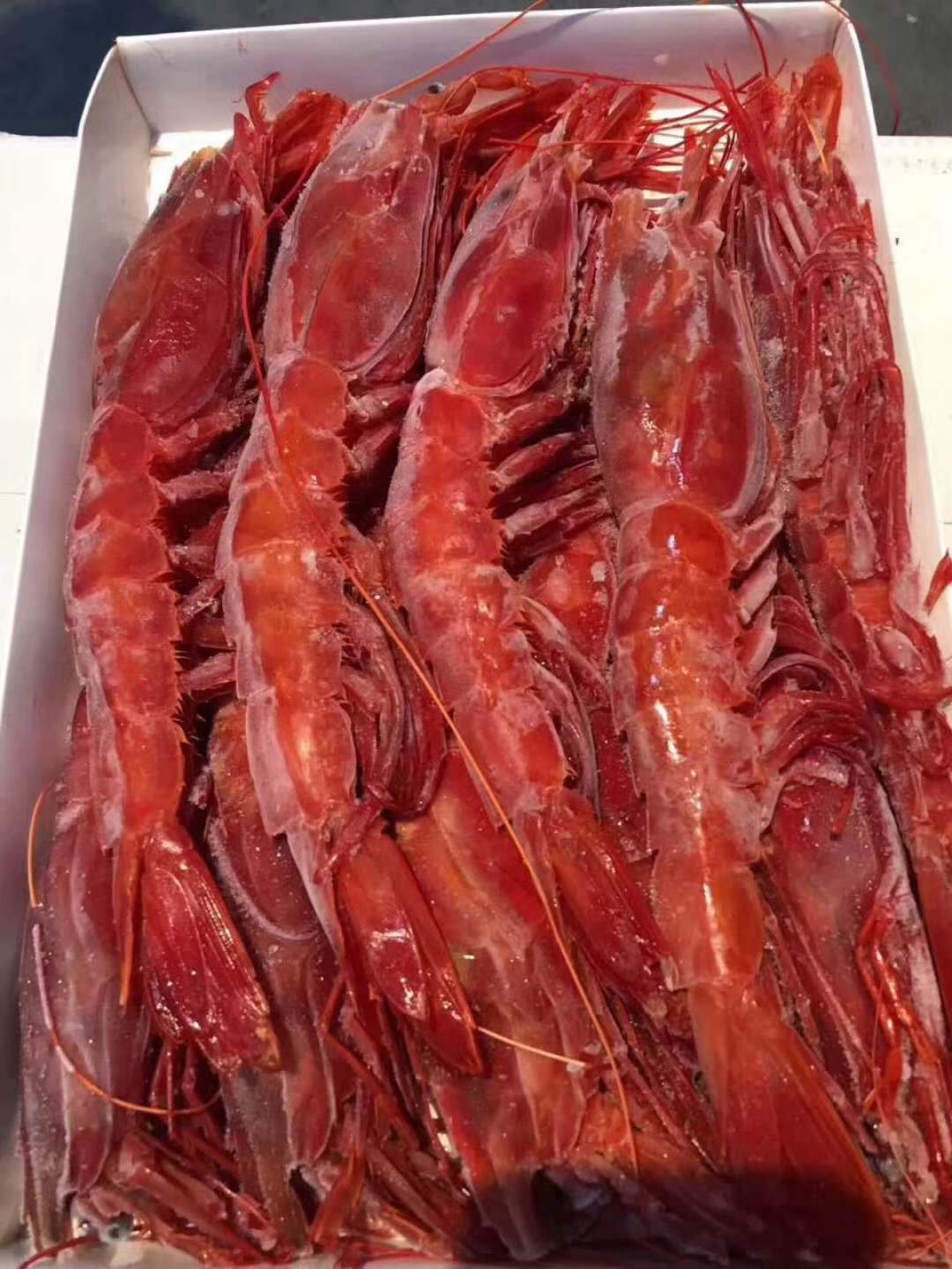 超低温船冻西班牙红魔虾 刺身虾 寿司虾 日料食材