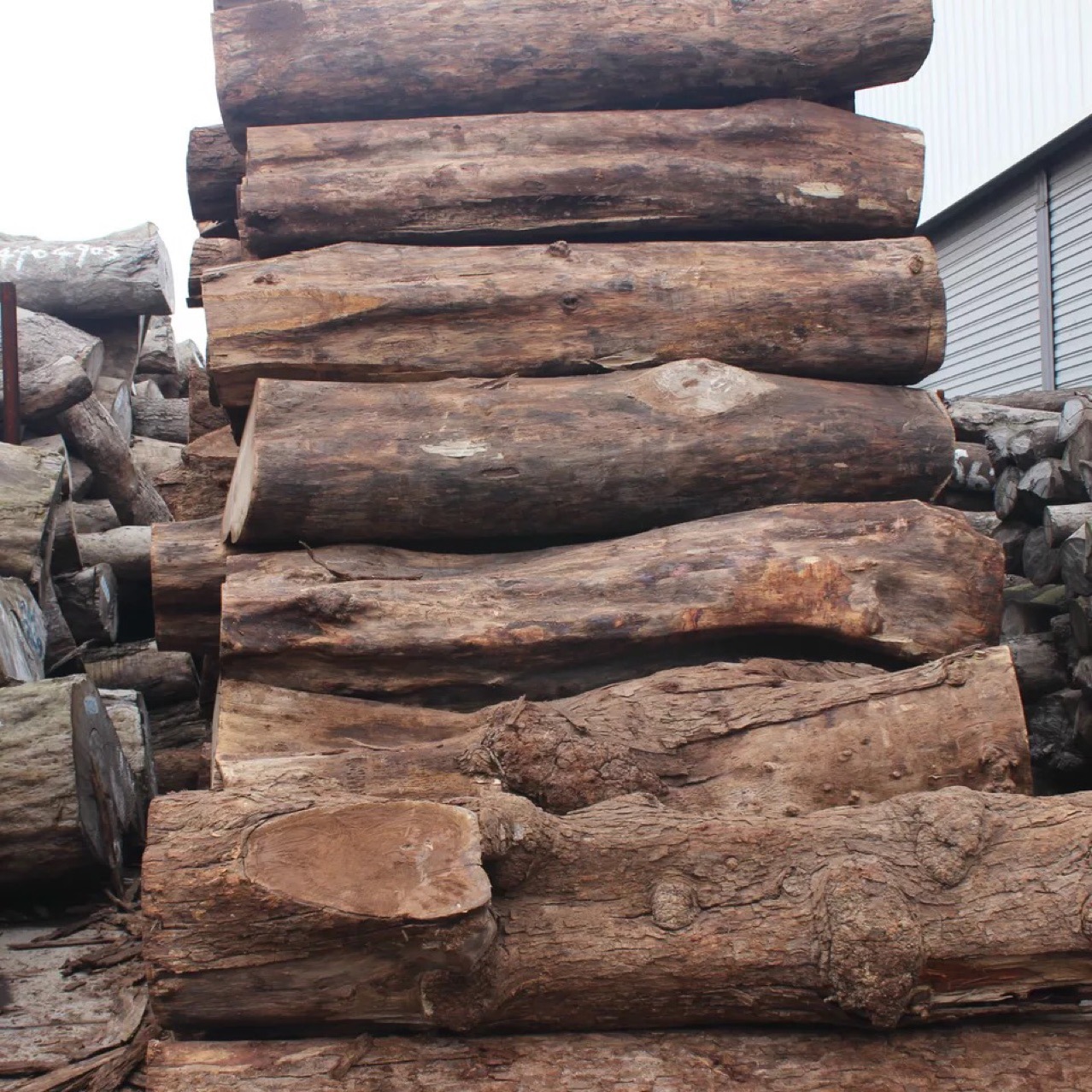 刺猬紫檀木冈比亚-刺猬紫檀木冈比亚厂家,品牌,图片,热帖-阿里巴巴