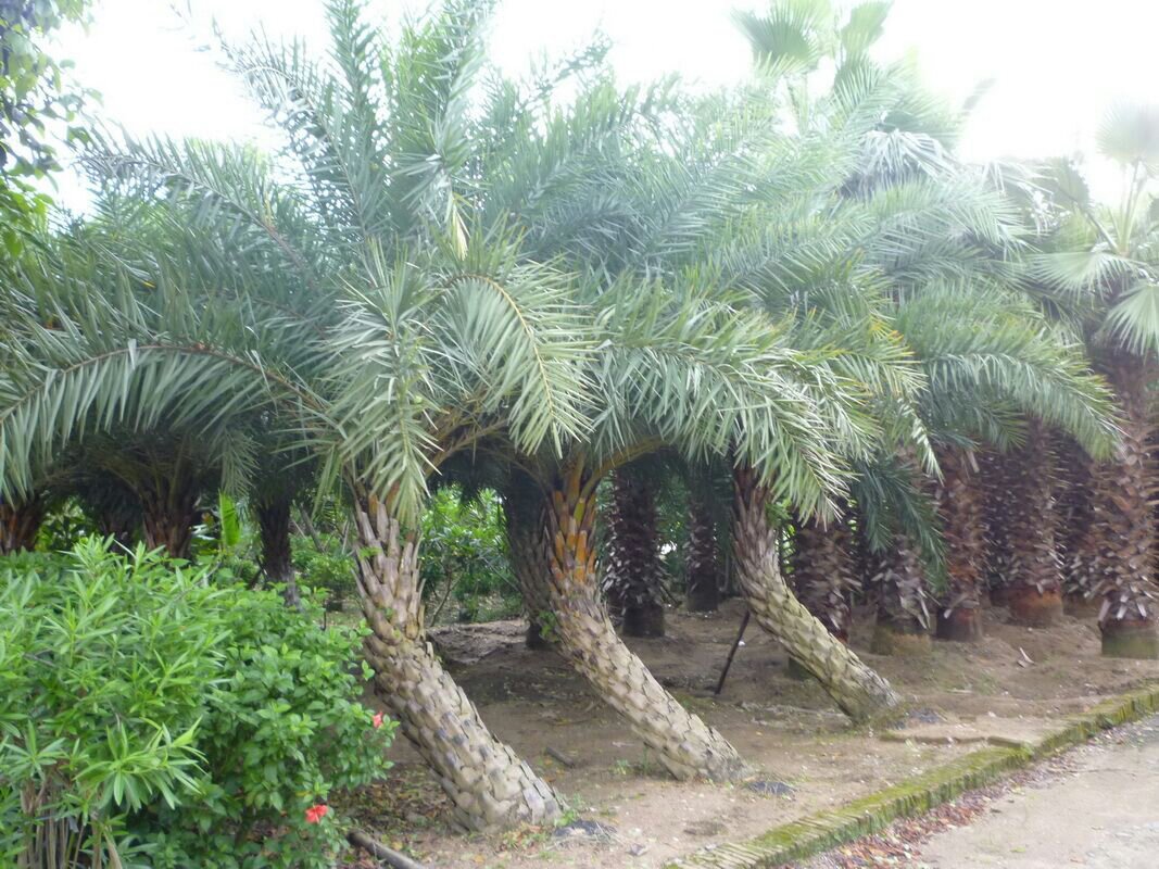 弯斜银海枣/弯斜中东海枣