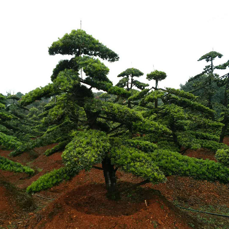 欢迎造型罗汉松