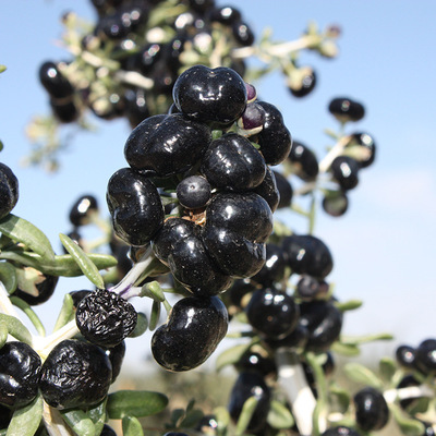 新鲜黑枸杞 大颗青海诺木洪正宗精选野生黑枸杞 黑枸杞散装批发
