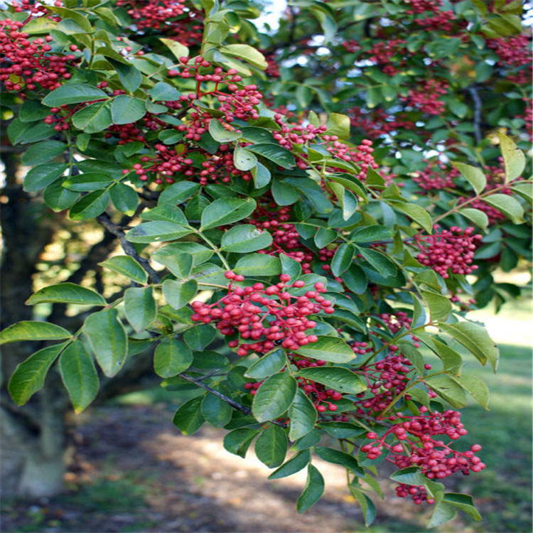 批发优质大红袍花椒树 1公分嫁接果苗价格