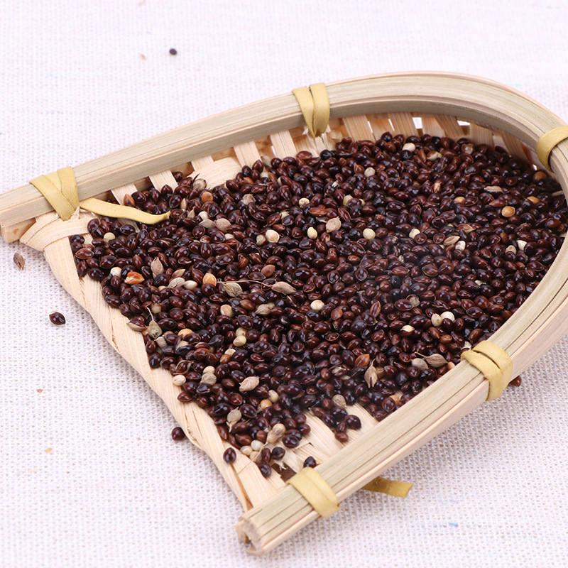 供应五色黍子 酿酒高粱信鸽饲料五谷杂粮高粱黍子 酿醋黍子批发