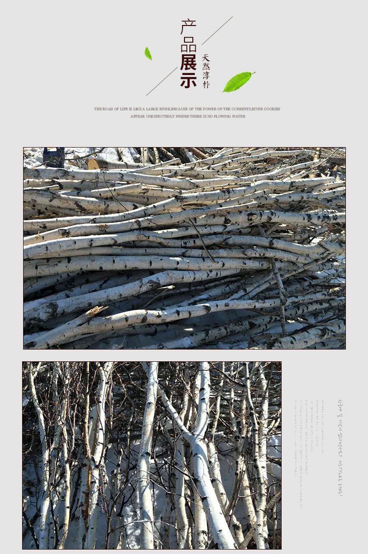 常年批发各种规格红桦树枝,桦树棍.白桦树棍 桦木杆