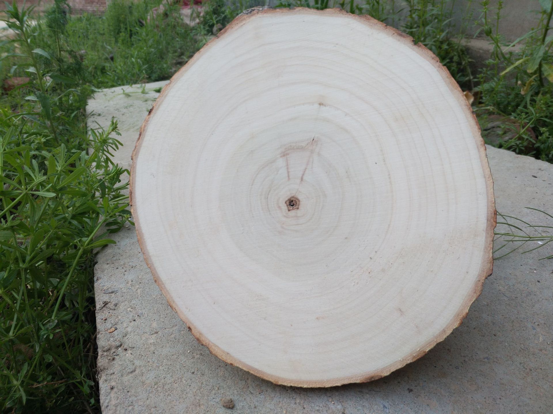 原木片杨木片年轮木片圆木片diy木头片装饰木片背景墙手绘木片画