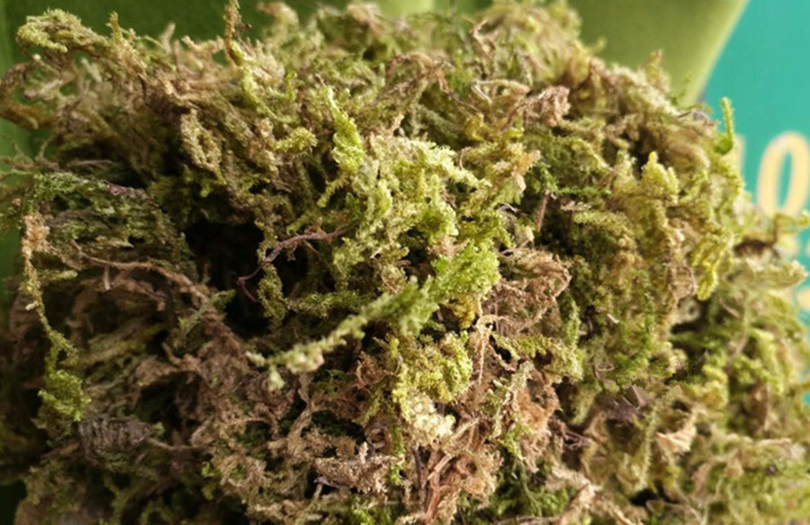 微景观水苔 花卉营养基质 国产优质干水苔 250g装 厂家批发