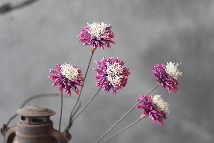 【矢车菊】清新浪漫真花干花矢车菊菊花家居装饰艺术干花花束花插