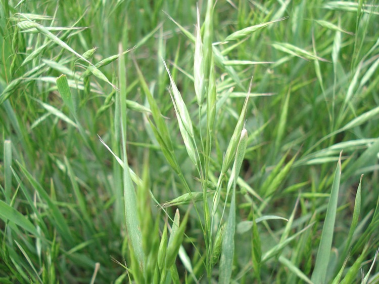 暖季型草坪种子 野牛草种子 水牛草种子 耐磨耐践踏 再生能力好