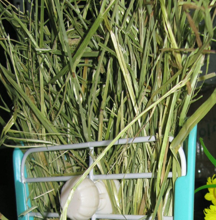 提摩西草种子提草梯牧草提木西草植物籽养兔牧草种子宠物口粮