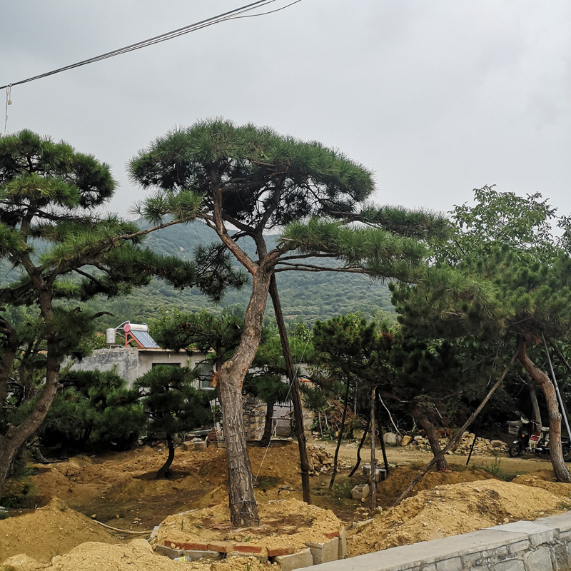 造型松景松苗圃直供市政园林绿化黑松白皮松泰山松树造型优美批发
