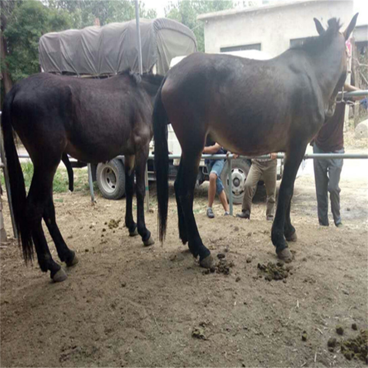 养殖场直销活体骡子 公骡子价格,爬坡干活骡子