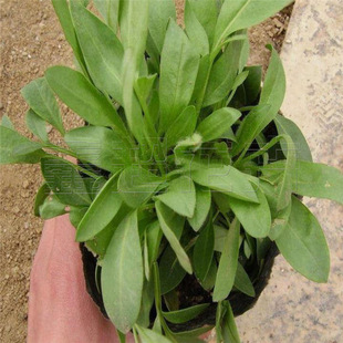 耐风耐旱天人菊 观赏绿化天人菊小苗 山东青州宿根花卉