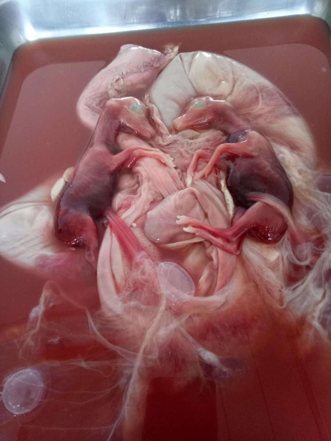 梅花鹿胎一般都是.