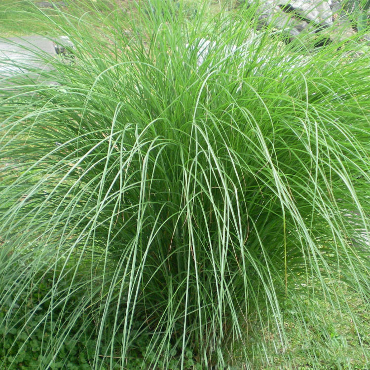 观赏草细叶芒 斑叶芒 花叶芒 芒草京芒草苗工程绿化造景别墅植物