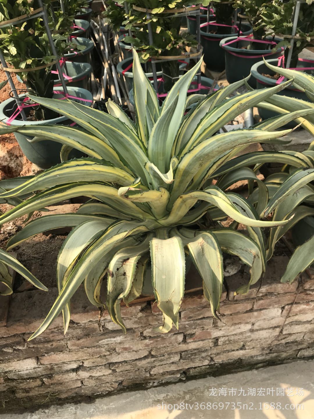龙舌兰翡翠盘锦水晶宫龙舌兰锦狐尾鹦鹉嘴龙舌兰常绿景观多肉盆栽