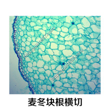 玻片 雨林正品 切片标本 生物实验麦冬块根横切