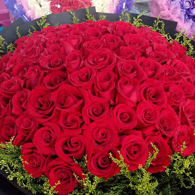 现货供应 昆明基地红玫瑰花 鲜切花 节日庆典用玫瑰花束 规格齐全