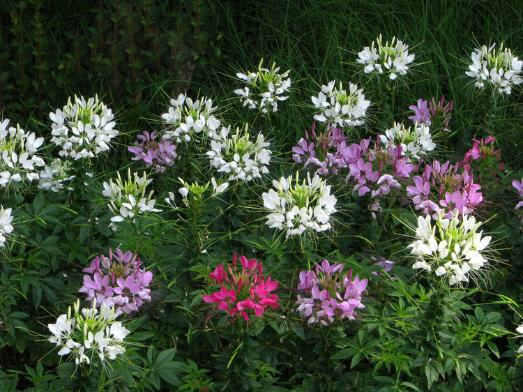 批发优质草花醉蝶花种籽景观园林家庭绿化工程花品种齐全量大优惠