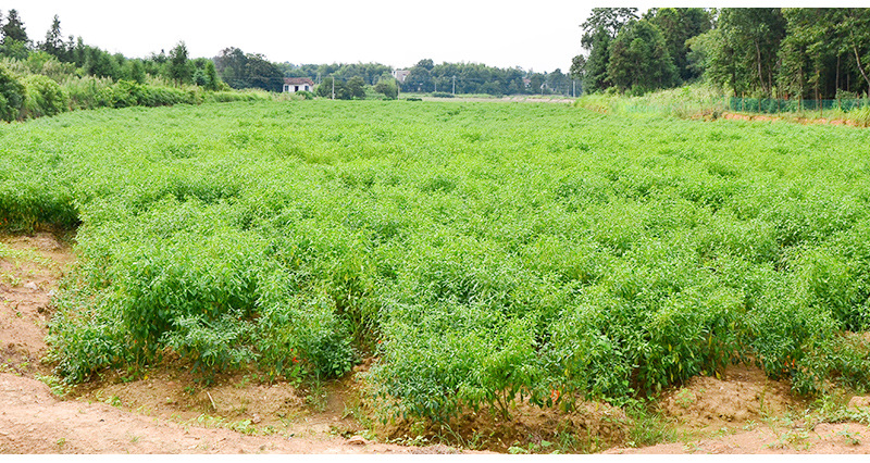 厂家直销 三樟树 新鲜黄贡椒 货源充足 质量保障