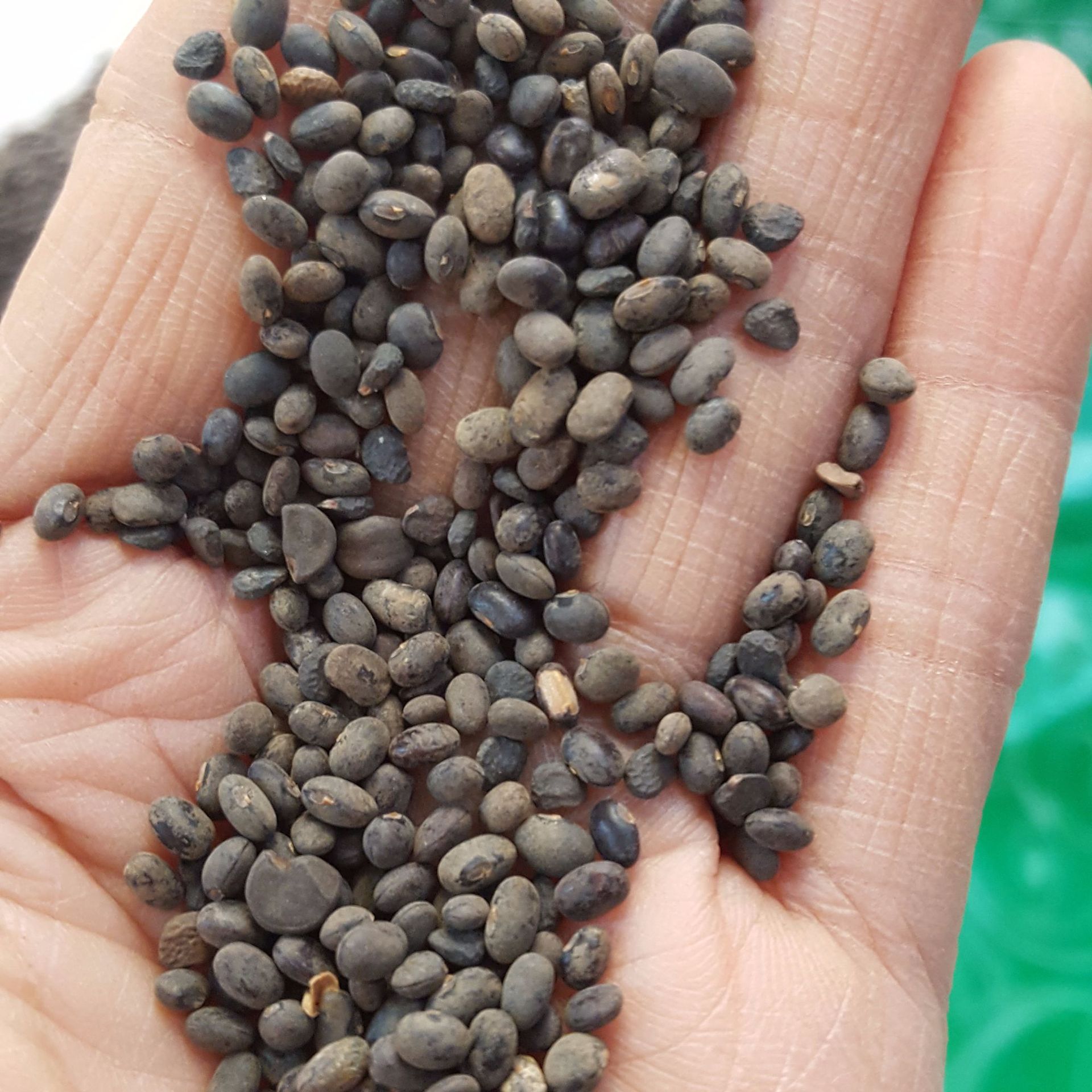 供应 野料豆 零乌豆 马料豆 细黑豆 稽豆 料豆 马豆