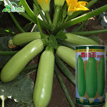 早熟西葫芦种子蔬果蔬菜籽四季播菜籽蔬菜种子春白玉种子