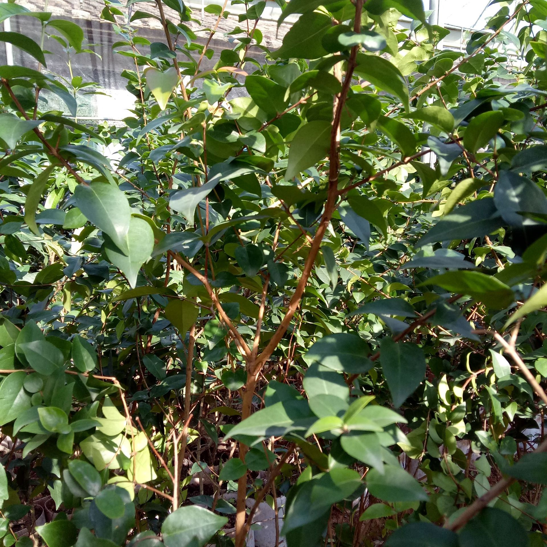 基地大量特价批发南方果树苗木红果苗水果种苗红果小树苗量大包邮