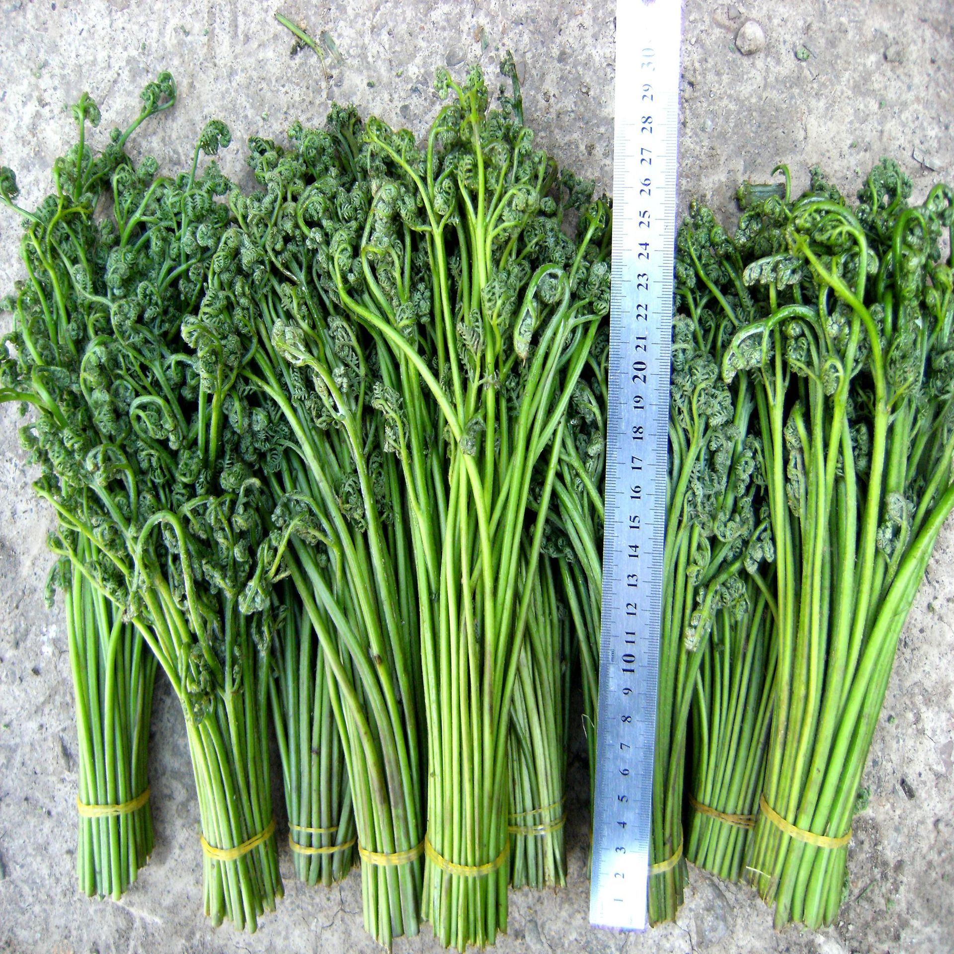 产地供应野生蕨菜,纯天然无污染,出口和国内批发优惠