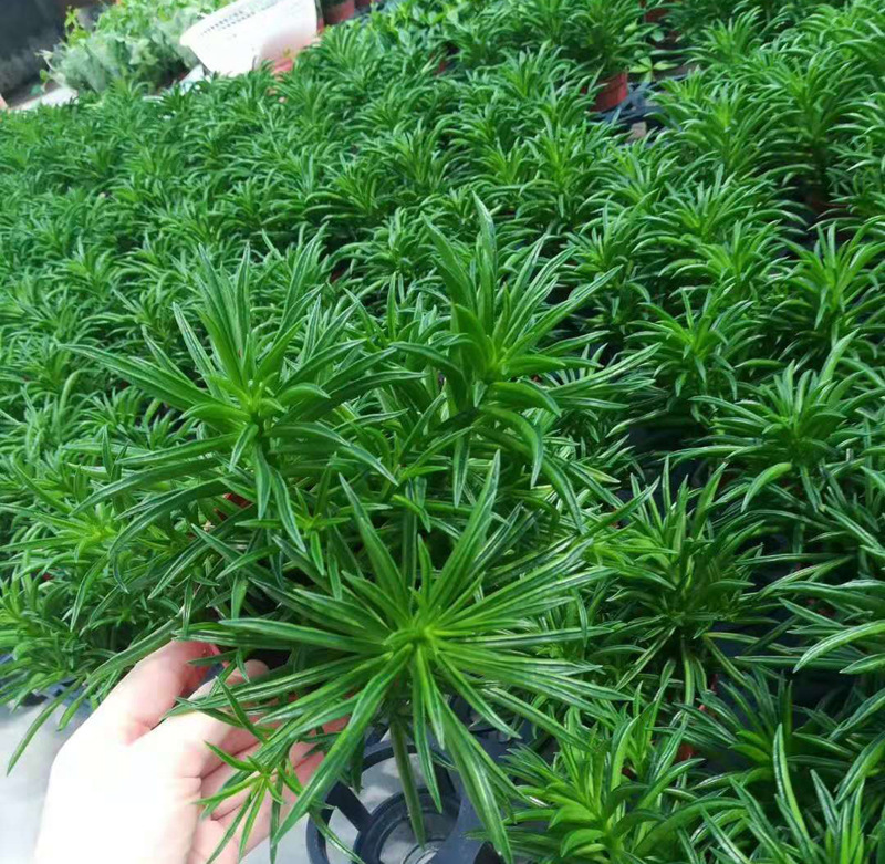 【基地直销】观叶植物 室内吸甲醛花卉 小盆栽绿植 90欢乐豆