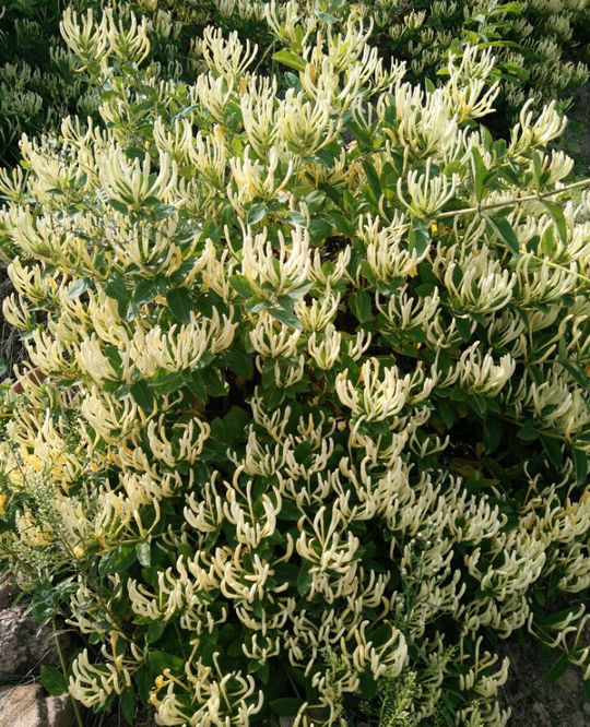 厂家直营 金银花树 四季北花一号金银花鲁丰一号全蕾 种树