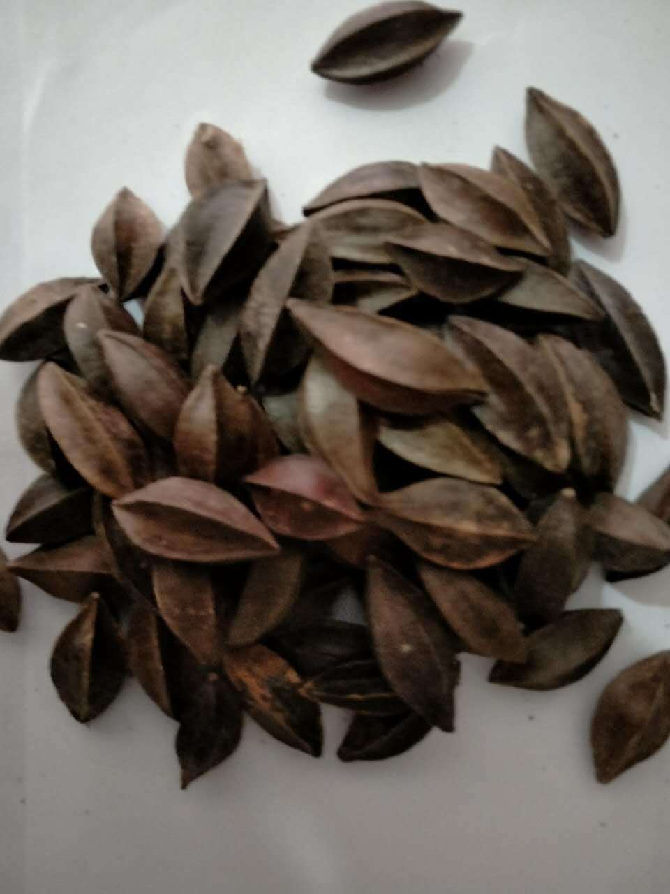 飒枫中药材 使君子/留求子/史君子/五棱子 大货批发 厂家直销