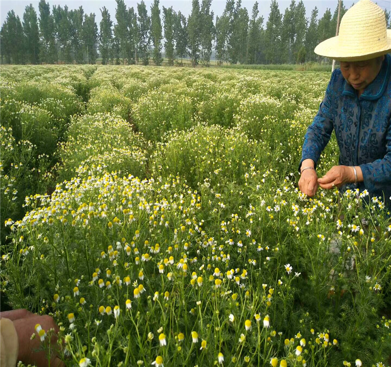 2018新货花草茶批发 洋甘菊 洋甘菊花茶 散装批发供应洋甘菊花茶