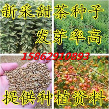 新采甜茶种子 蒙山甜茶种子 嫁接苹果北美海棠西府海棠砧木