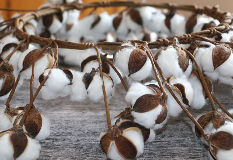 天然棉花干花 80头棉花环 跨境热销 门挂壁挂装饰 加工定制