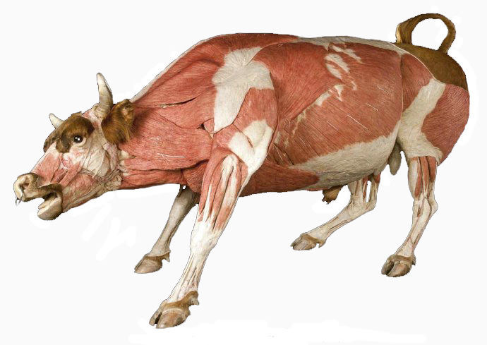 猪牛羊狗马 动物塑化标本 解剖标本 教学标本可定制