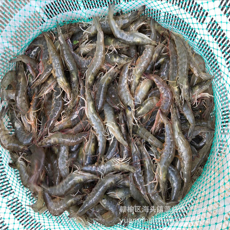厂家直销 鲜活鲜虾子 鲜活虾类批发 虾子 酒店海鲜虾子批发