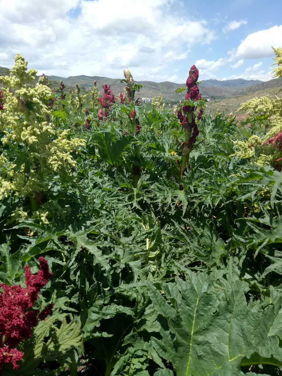 甘肃唐古特大黄 3-5年生 大黄 无硫大黄 甘肃中药材