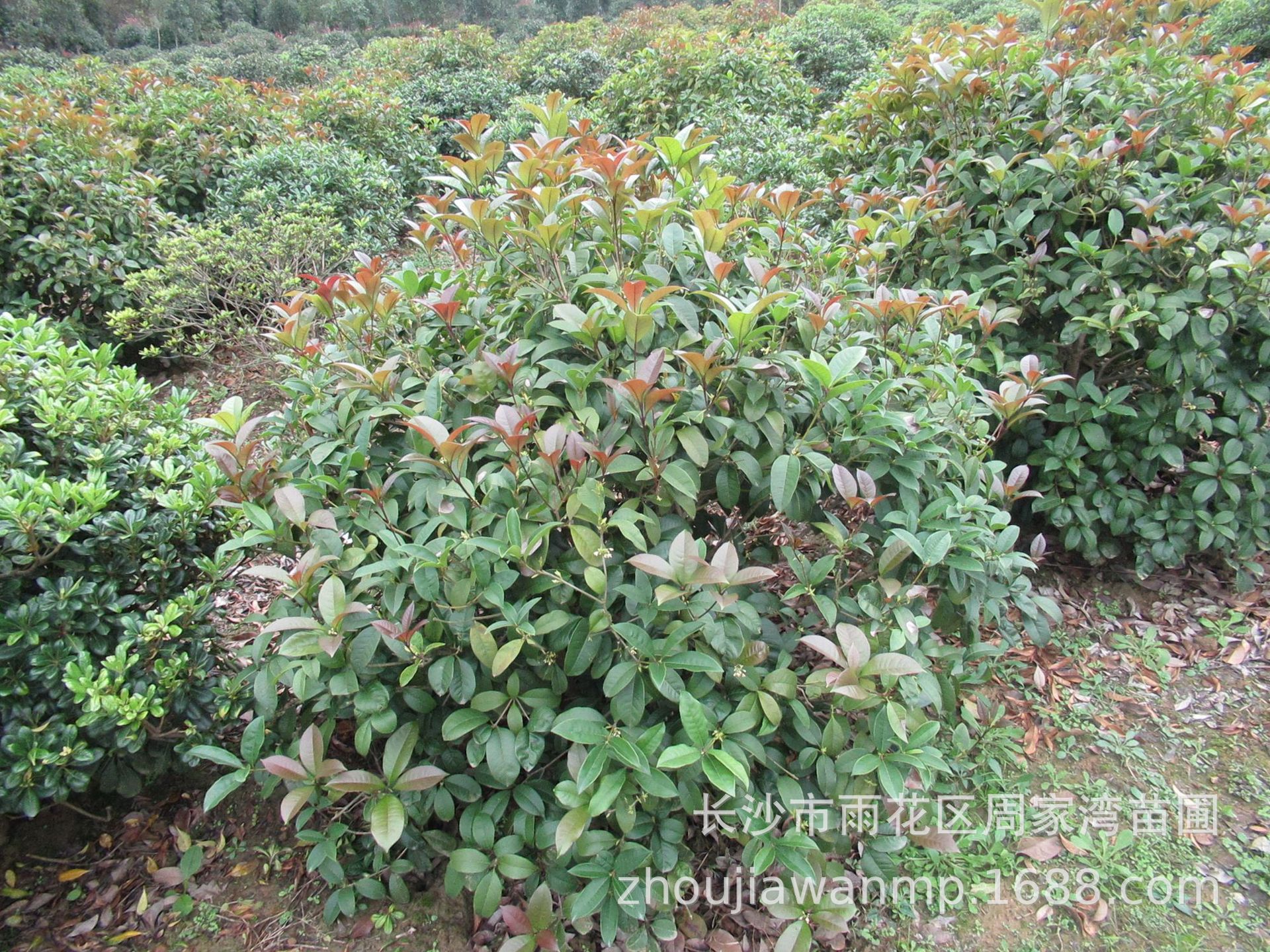 桂花 四季桂球 各种园林绿化种类齐全 自家基地供应 量大优惠