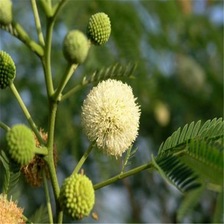 秋阳种业新采合欢种子银合欢种子护坡灌木绿化苗木种子