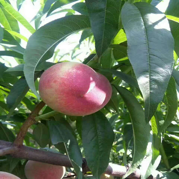 基地直供黑桃树苗黑皇后桃树苗原产地甜度高晚熟新品种中华黑桃王