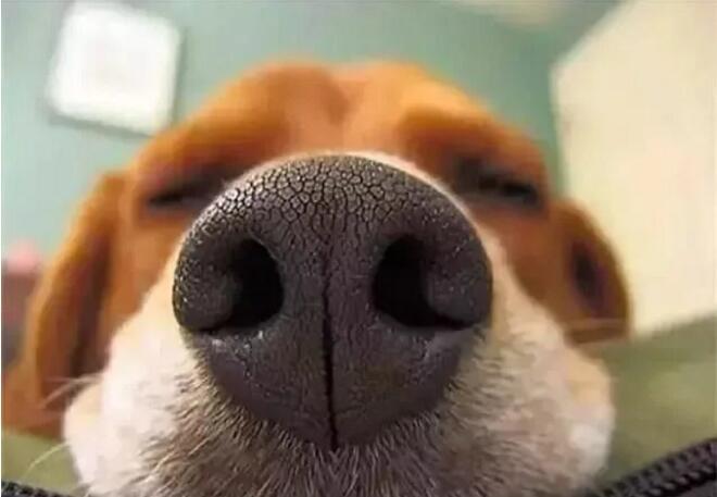 当狗狗伸头向你对大鼻子对着你-----你在干嘛!