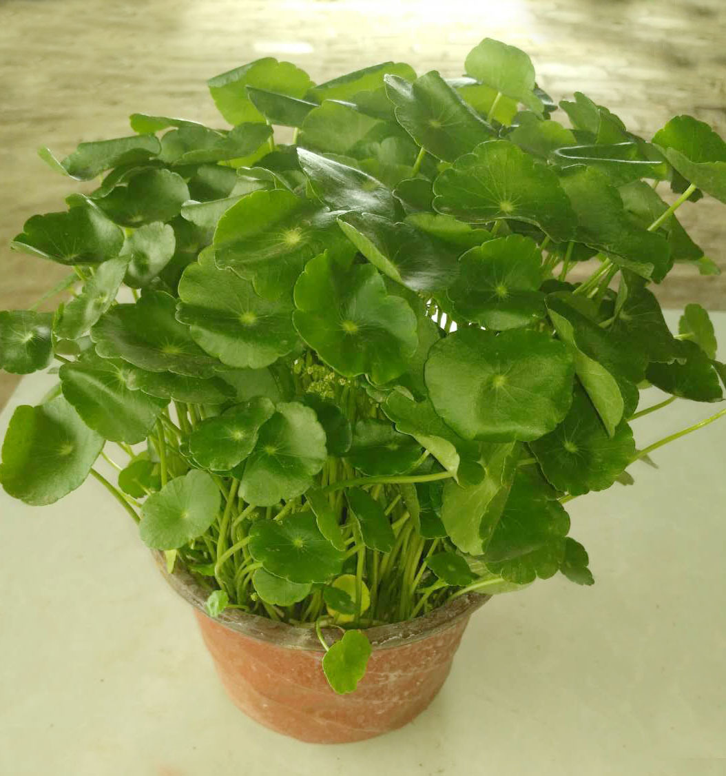 铜钱草批发铜钱草盆栽花卉金钱草土培水培桌面盆栽绿植多肉植物