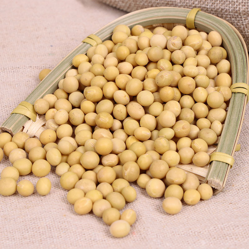 现货东北大黄豆生 现磨豆浆原料五谷杂粮生黄豆