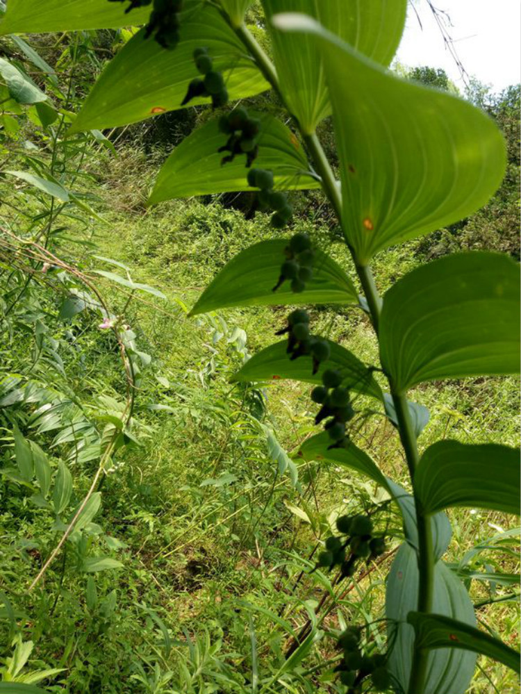 批发黄精种苗 鸡头黄精苗 姜形黄精苗 滇黄精种苗 多花黄精苗
