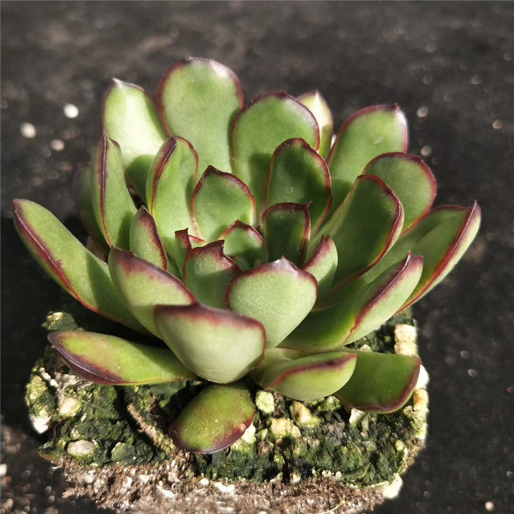 078多肉盆栽批发基地直销 红边灵影单头盆7cm多肉品种裸根发特价